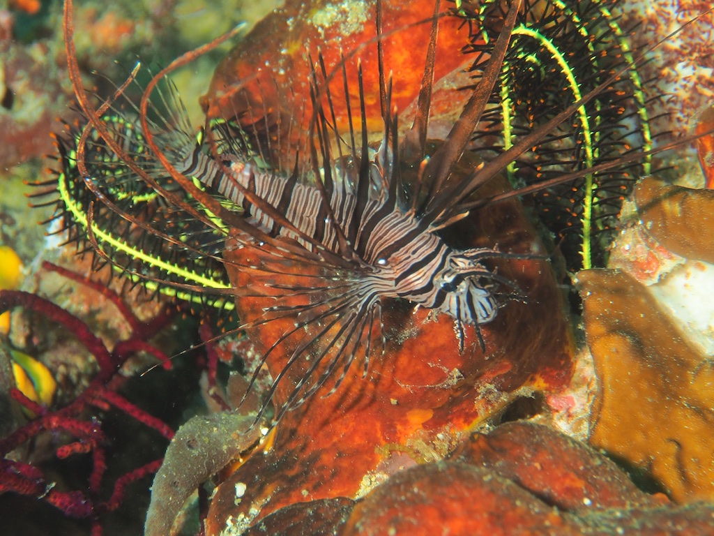 PN111273 - Version 2 PN111273 - Version 2